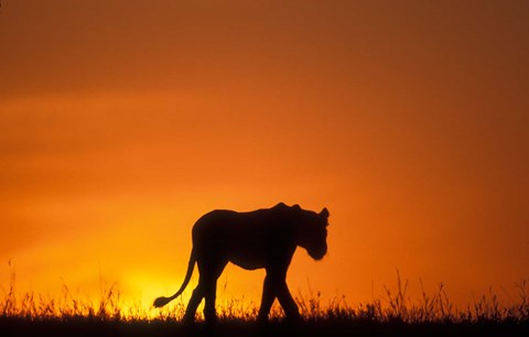Framed Silhouette of Lion, Masai Mara Game Reserve, Kenya Print