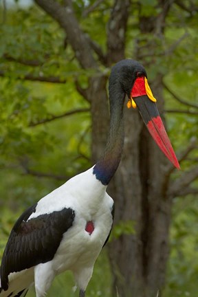 Framed Saddle-billed Stork, Kruger NP, South Africa Print