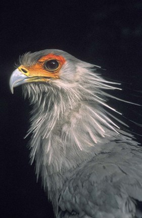 Framed Secratarybird, South Africa Print