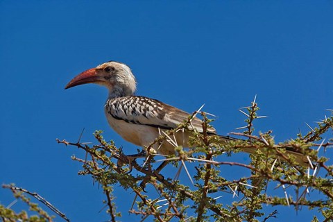 Framed Red-billed Hornbill, Samburu Game Reserve, Kenya Print