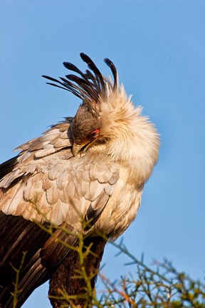 Framed Secretarybird seen in the Masai Mara, Kenya Print