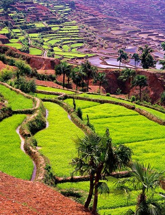 Framed Rice Terraces, Jiayin Village, Honghe, Yunnan, China Print