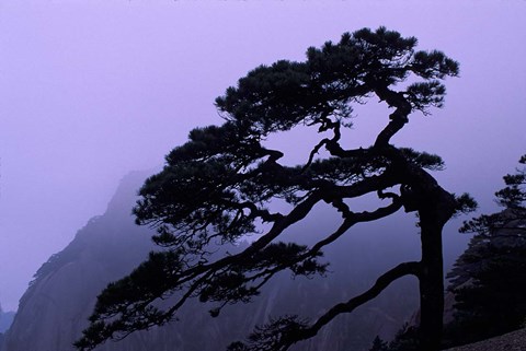 Framed Seeing Off Pine Tree on Mt Huangshan (Yellow Mountain), China Print