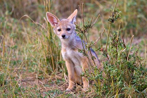 Framed Silver-backed Jackal wildlife, Maasai Mara, Kenya Print