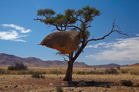 Framed Sociable weavers nest, Namib Desert, Southern Namibia Print