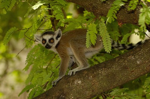 Framed Ring-tailed lemur, Beza mahafaly reserve, MADAGASCAR Print