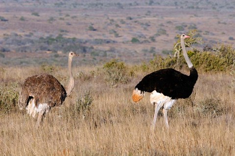 Framed South Africa, Kwandwe. Southern Ostriches in Kwandwe Game Reserve. Print