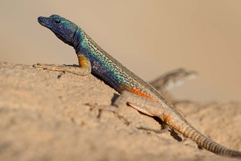 Framed South Africa, Augrabies Falls NP, Flat lizard, Canyon Print