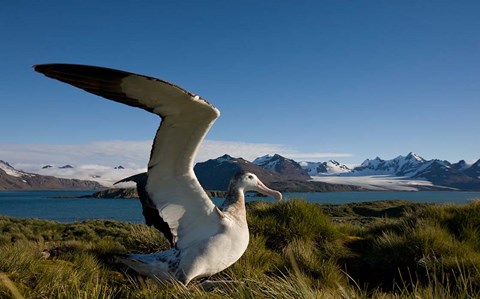 Framed Wandering Albatross bird Print