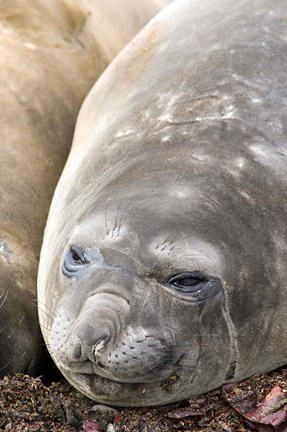 Framed Southern Elephant Seals, Antarctica Print