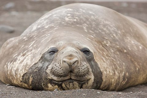Framed South Shetland Islands, Southern elephant seal Print