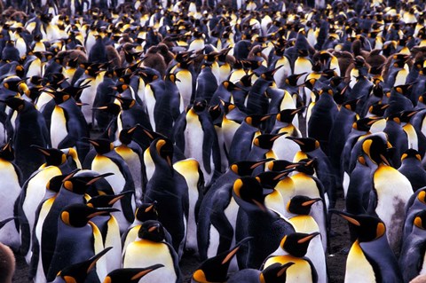 Framed South Georgia Island, King Penguins Print