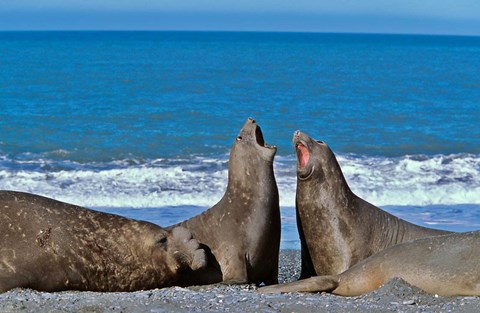Framed Fighting Elephant Seal cows, South Georgia Print