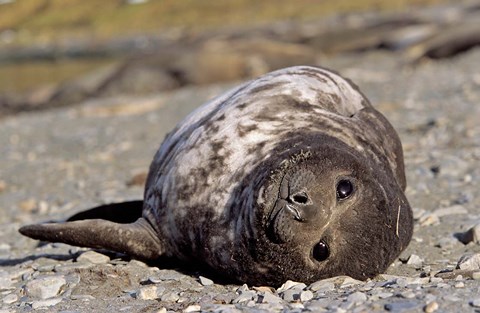 Framed Southern Elephant Seal, portrait of pub, Island of South Georgia Print
