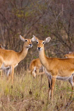 Framed Ugandan Kob in the Queen Elizabeth National Park Uganda, Africa. Print