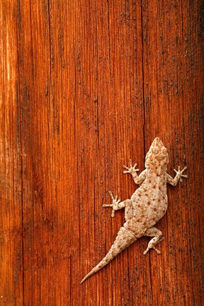 Framed Tokay Gecko lizard, Striated Wood, Africa Print