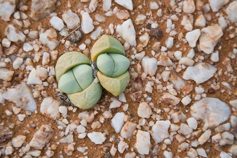 Framed Succulents, quartz, Cape Province, South Africa Print