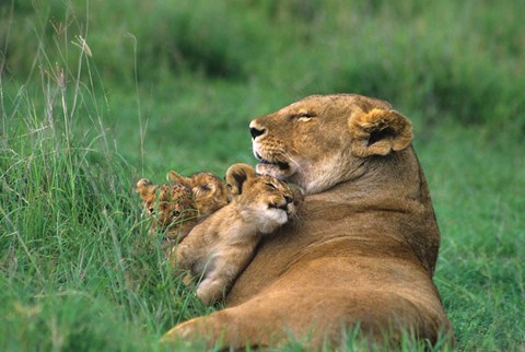 Framed Tanzania, Ngorongoro Crater. African lion family Print