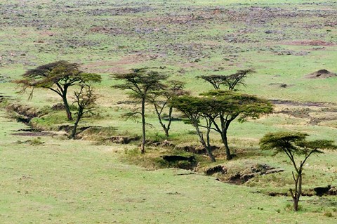Framed Bush, Maasai Mara National Reserve, Kenya Print