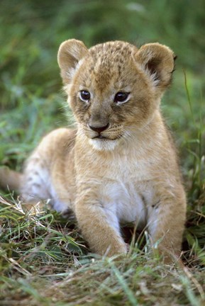 Framed Tanzania, Serengeti National Park, African lion Print