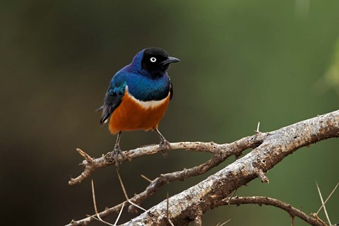 Framed Superb Starling bird, Samburu National Reserve, Kenya Print