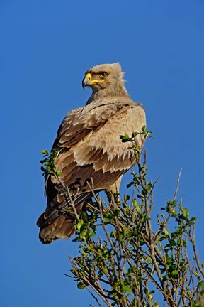 Framed Tawny Eagle, Aquila rapax, Masai Mara Game Reserve, Kenya Print