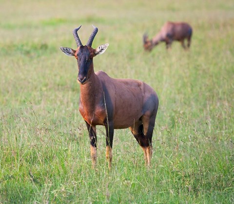 Framed Topi (Damaliscus lunatus), Maasai Mara National Reserve, Kenya Print