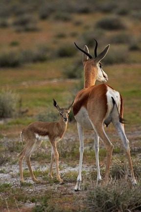 Framed Springbok fawn and mother, Etosha NP, Namibia, Africa. Print