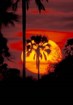 Framed Sunset and Palm, Ngamiland, Okavango Delta, Botswana Print