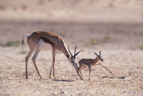 Framed Springbok Mother Helps Newborn, Kalahari Gemsbok National Park, South Africa Print