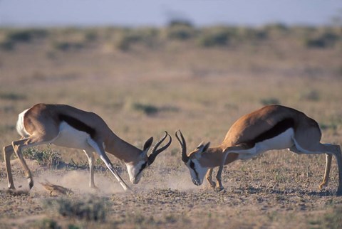 Framed Springbok Sparring, Etosha National Park, Namibia Print