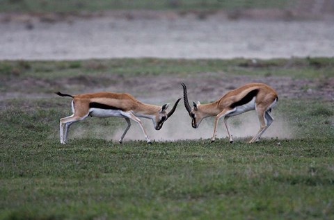 Framed Thomson&#39;s Gazelles Fighting, Tanzania Print