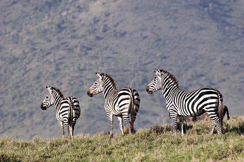 Framed Three Zebras Watch a Lion Approach, Tanzania Print
