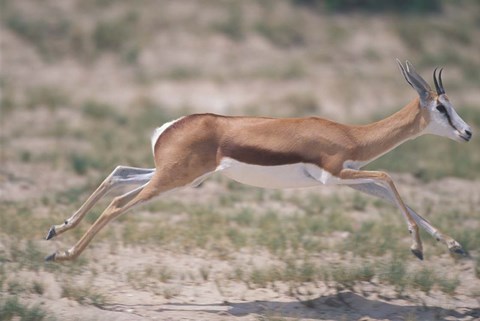 Framed Springbok Running Through Desert, Kgalagadi Transfrontier Park, South Africa Print