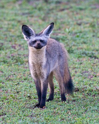 Framed Tanzania. Bat-Eared Fox, Ngorongoro Conservation Print