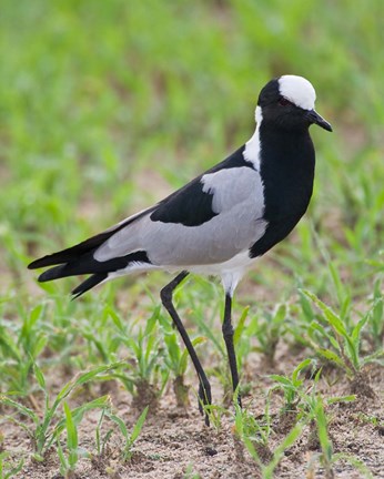 Framed Tanzania. Blacksmith Plover in Tarangire NP. Print