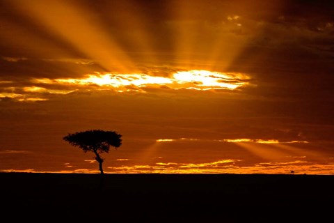 Framed Sunrise, Maasai Mara, Kenya Print
