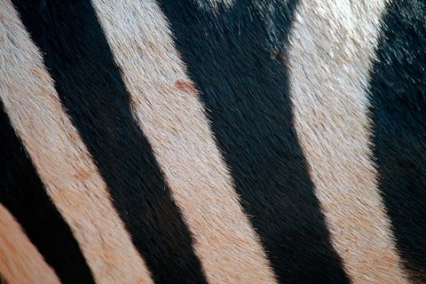 Framed Tanzania, Ngorongoro Crater. Zebra stripes Print