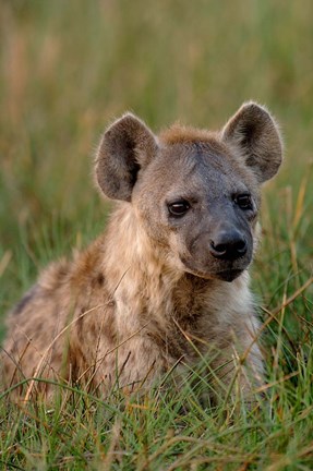Framed Spotted Hyena, Mombo Area, Chief&#39;s Island, Okavango Delta, Botswana Print