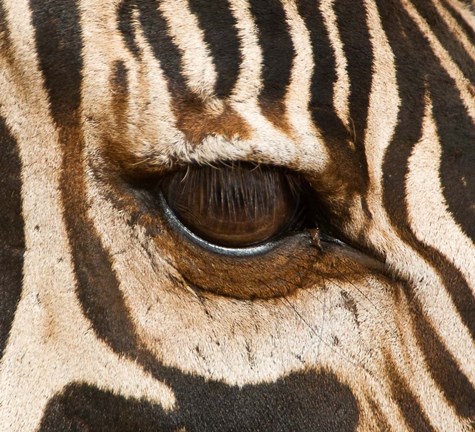 Framed Tanzania, Tarangire National Park, Common zebra eye Print