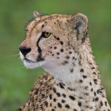 Framed Tanzania, Cheetah, Ndutu, Ngorongoro Area Print