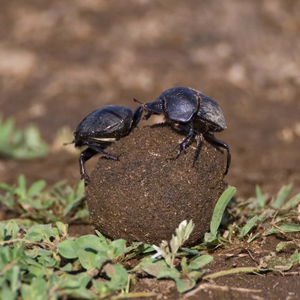 Framed Tanzania, Ndutu, Ngorongoro, Dung Beetle insects Print