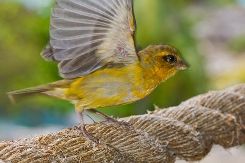 Framed Wild Bird on Fregate Island, Seychelles, Africa Print