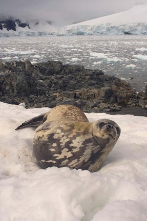 Framed Weddell seal resting, western Antarctic Peninsula Print
