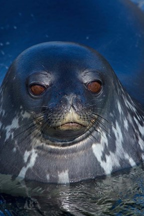 Framed Close up of Weddell seal, Western Antarctic Peninsula Print
