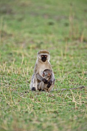 Framed Vervet monkey, Serengeti National Park, Tanzania Print