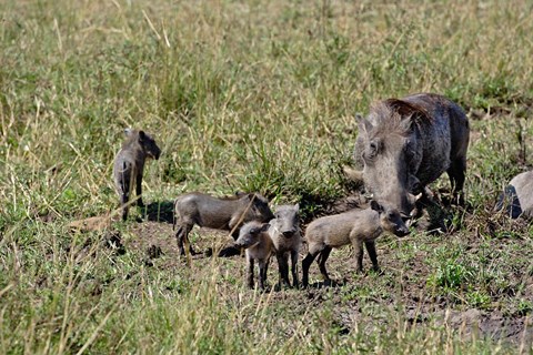 Framed Warthog with babies, Masai Mara Game Reserve, Kenya Print