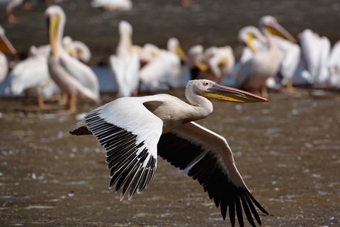Framed White Pelican birds in flight, Lake Nakuru, Kenya Print