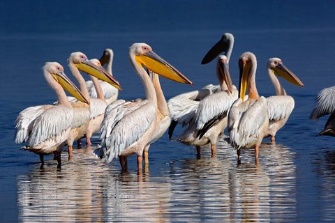 Framed Group of White Pelican birds in the water, Lake Nakuru, Kenya Print