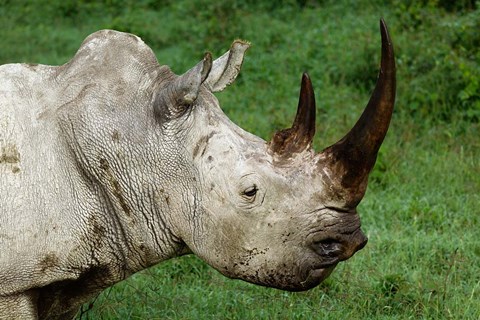 Framed Head of a White Rhinoceros, Lake Nakuru National Park, Kenya Print